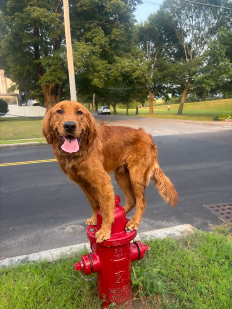 Dog on fire hydrant YurTek HVAC pets